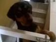 Vitor