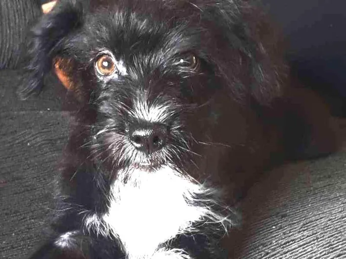 Cachorro ra a Indefinida - shipool idade 2 a 6 meses nome Pérola 
