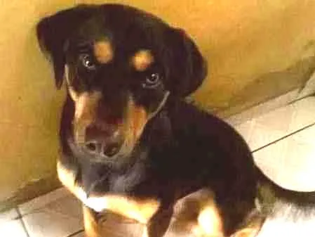 Cachorro ra a SRD idade 1 ano nome Vitor