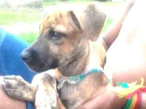 Cachorro raça Mistura leve idade 2 a 6 meses nome Amora