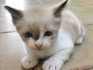 Gato raça SRD idade 2 a 6 meses nome LALÁ