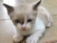 Gato raça SRD idade 2 a 6 meses nome LALÁ