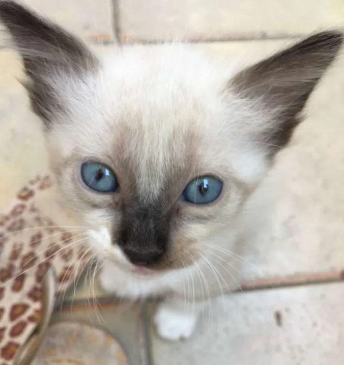 Gato raça SRD idade 2 a 6 meses nome LELECO