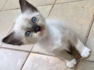 Gato raça SRD idade 2 a 6 meses nome LELECO