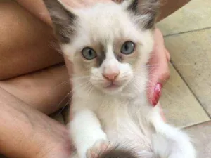 Gato raça SRD idade 2 a 6 meses nome LILI