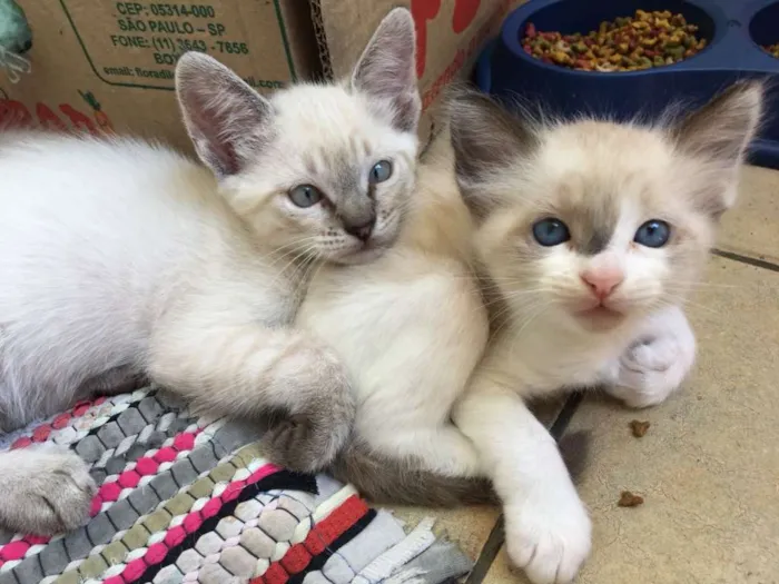Gato raça SRD idade 2 a 6 meses nome LOLÓ E LULU