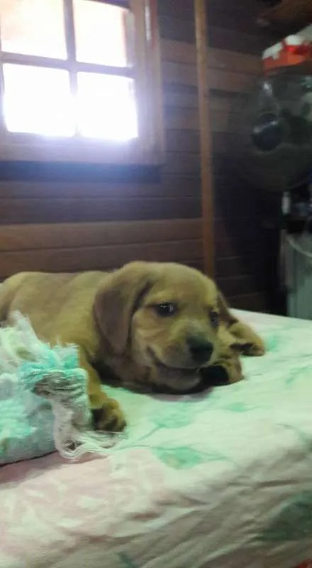 Cachorro ra a SRD idade Abaixo de 2 meses nome Filhotes