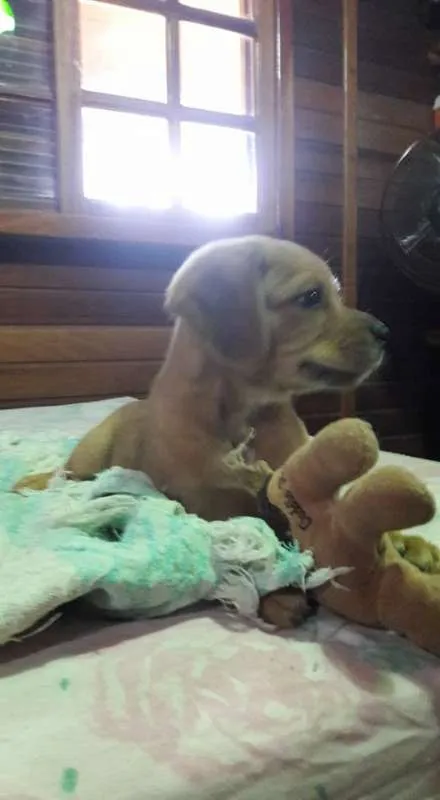 Cachorro ra a SRD idade Abaixo de 2 meses nome Filhotes