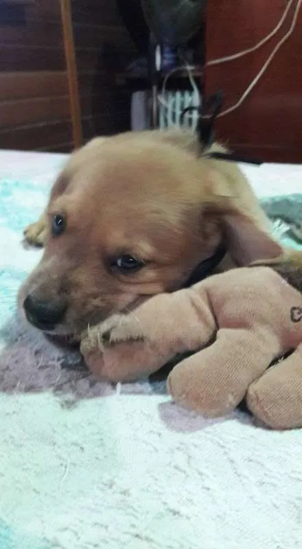 Cachorro ra a SRD idade Abaixo de 2 meses nome Filhotes