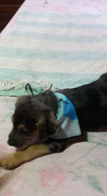 Cachorro ra a SRD idade Abaixo de 2 meses nome Filhotes