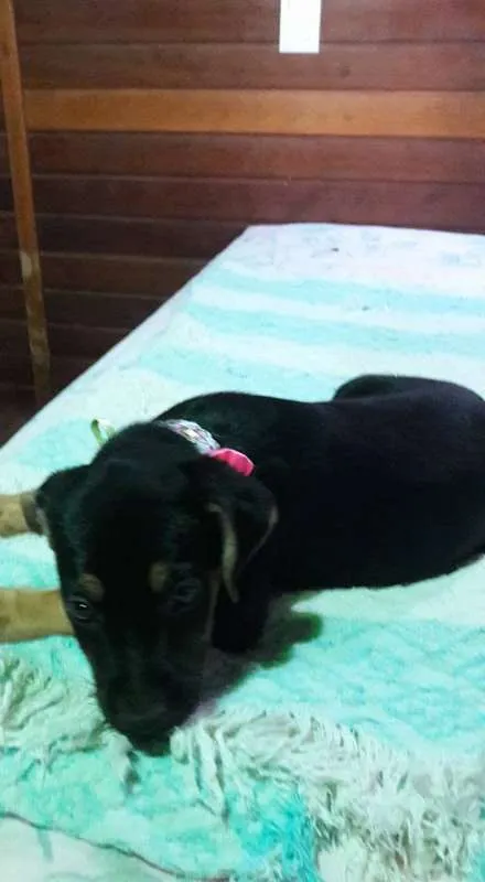 Cachorro ra a SRD idade Abaixo de 2 meses nome Filhotes