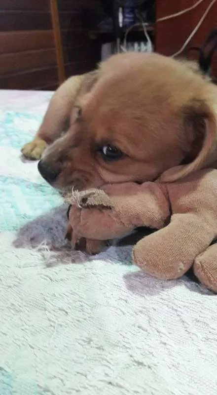 Cachorro ra a SRD idade Abaixo de 2 meses nome Filhotes