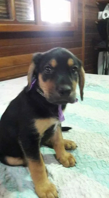 Cachorro ra a SRD idade Abaixo de 2 meses nome Filhotes