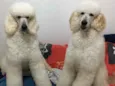Jack e Joy