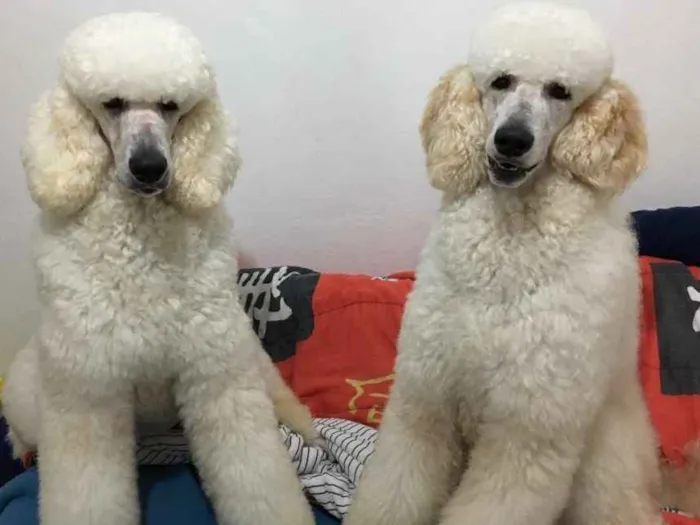 Cachorro ra a Poodle Standard  idade 2 anos nome Jack e Joy