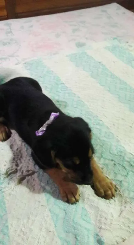 Cachorro ra a SRD idade Abaixo de 2 meses nome Filhotes