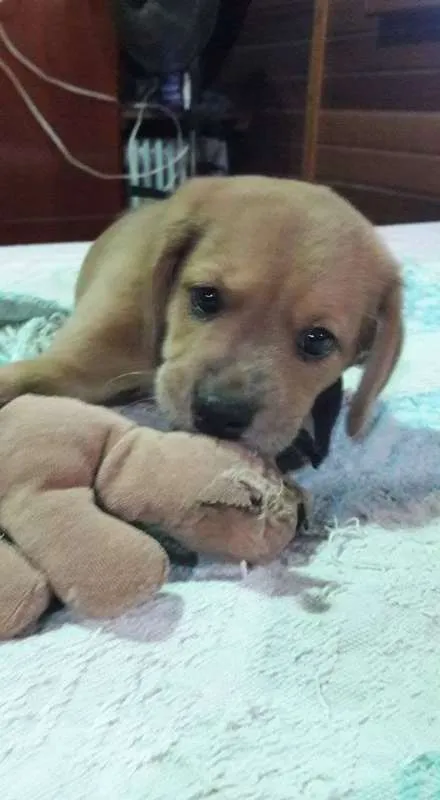 Cachorro ra a SRD idade Abaixo de 2 meses nome Filhotes