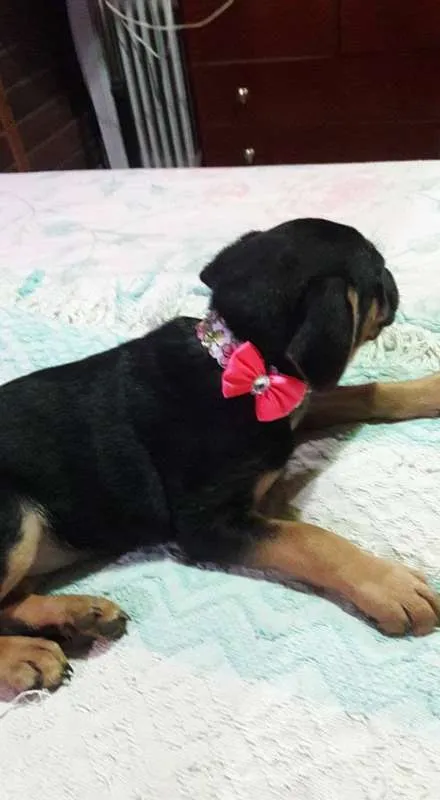 Cachorro ra a SRD idade Abaixo de 2 meses nome Filhotes