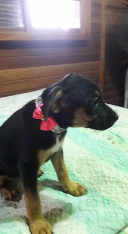 Cachorro ra a SRD idade Abaixo de 2 meses nome Filhotes