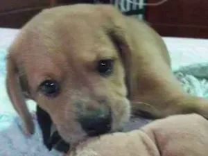 Cachorro raça SRD idade Abaixo de 2 meses nome Filhotes