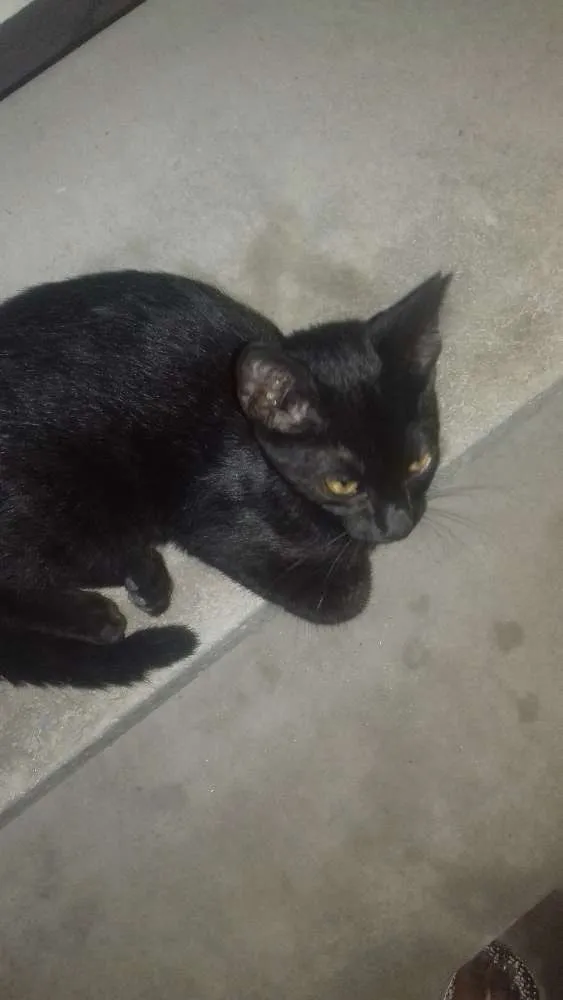 Gato raça Não sei idade 1 ano nome Não sei