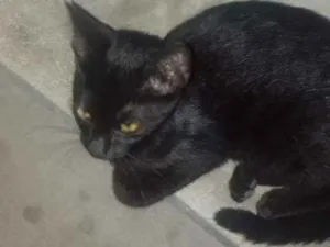 Gato raça Não sei idade 1 ano nome Não sei
