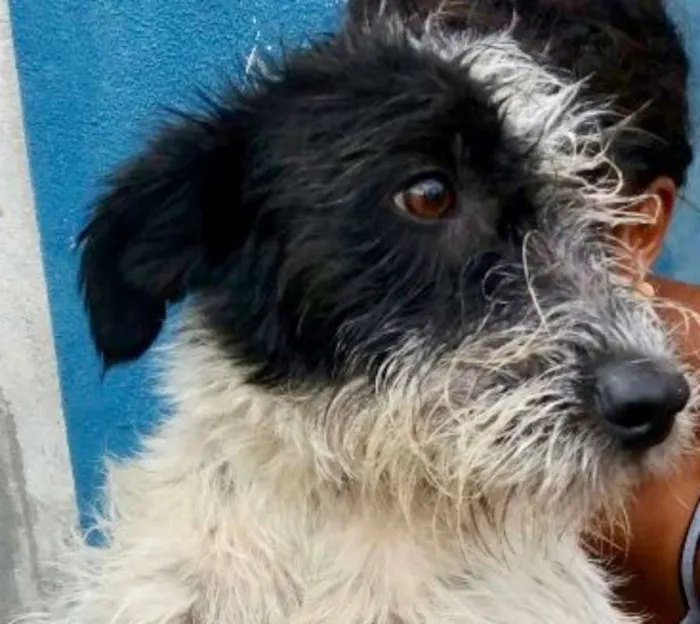 Cachorro ra a  idade 2 a 6 meses nome Otto Filhote