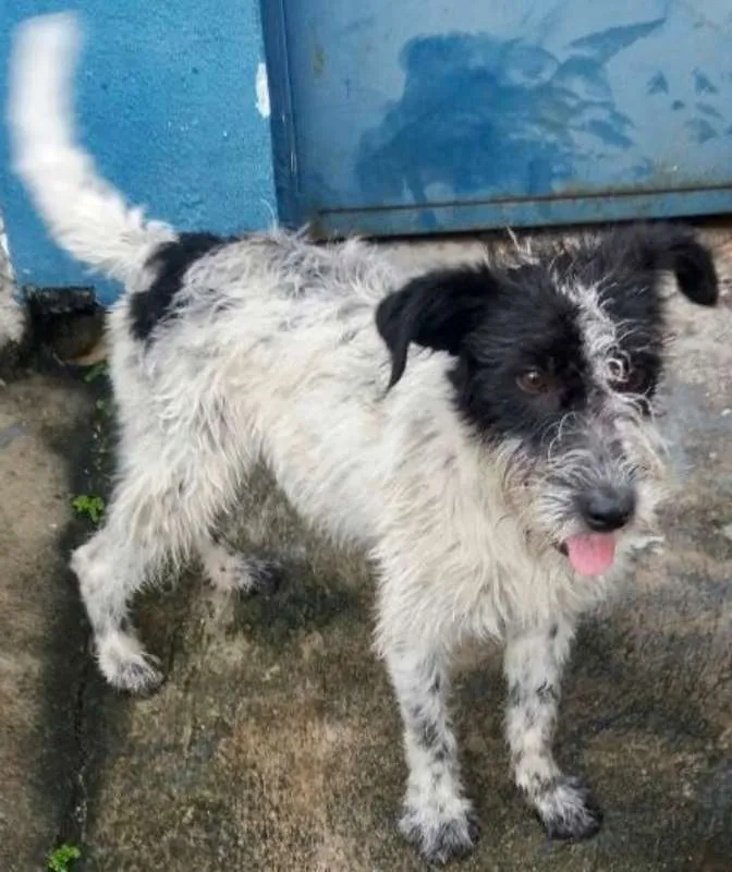 Cachorro ra a  idade 2 a 6 meses nome Otto Filhote