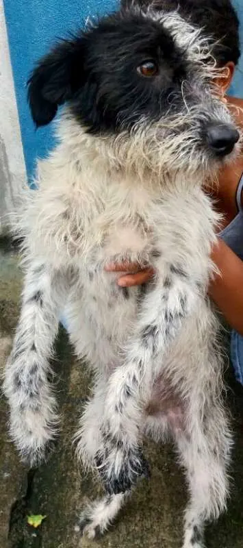 Cachorro ra a  idade 2 a 6 meses nome Otto Filhote