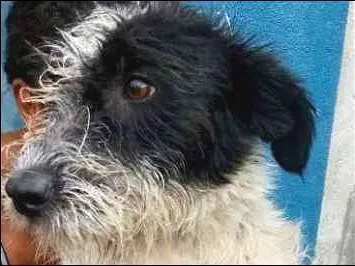 Cachorro ra a  idade 2 a 6 meses nome Otto Filhote