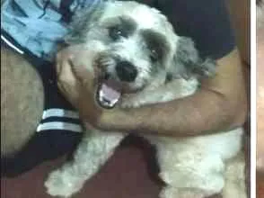Cachorro raça Poodle  idade 6 ou mais anos nome Pitoco