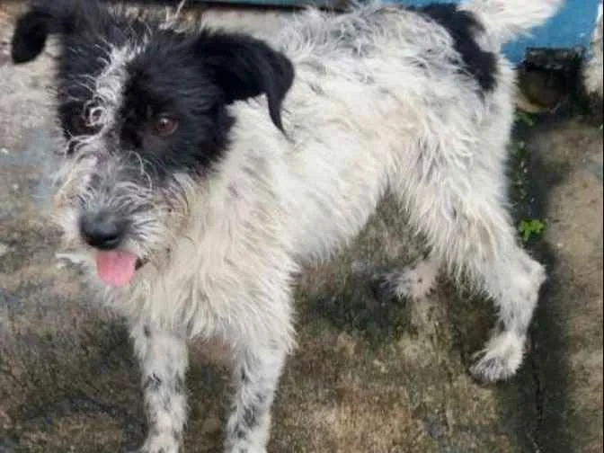Cachorro ra a  idade 2 a 6 meses nome Otto Filhote