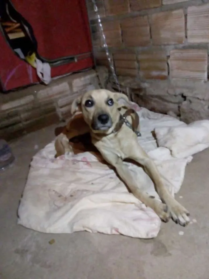 Cachorro ra a Indefinida idade 1 ano nome Thor