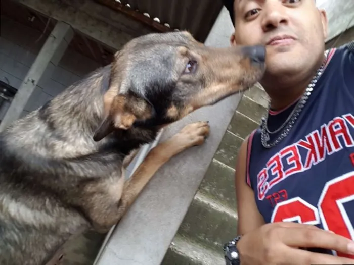Cachorro ra a Pastor  idade 3 anos nome Lipe