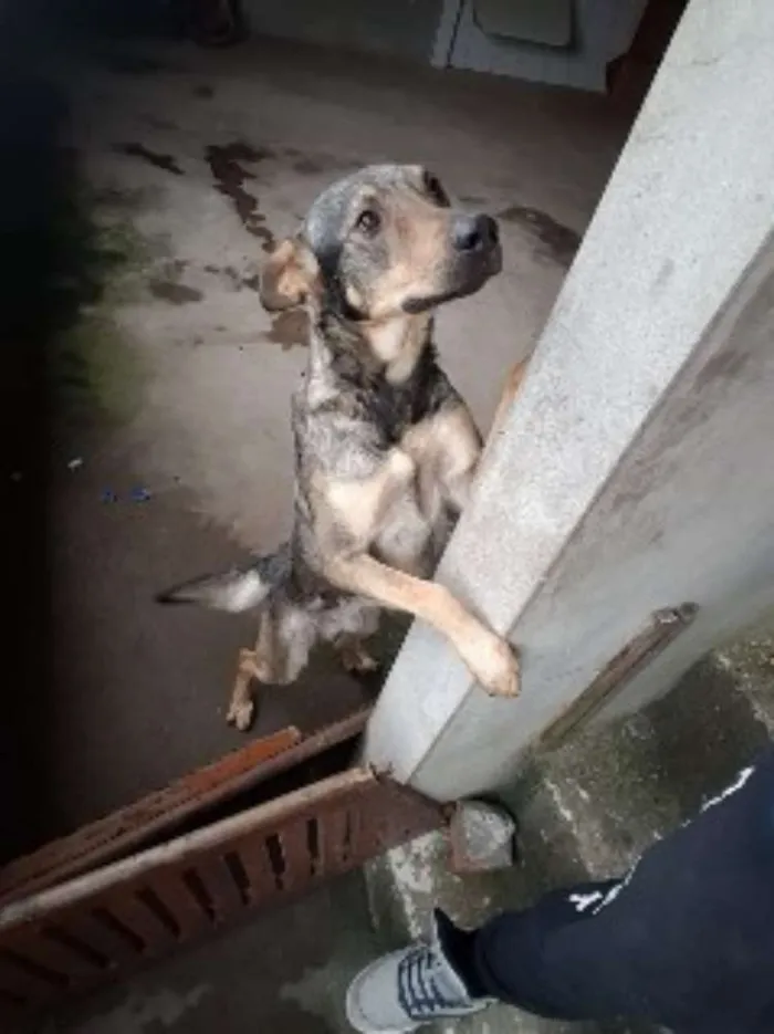 Cachorro ra a Pastor  idade 3 anos nome Lipe