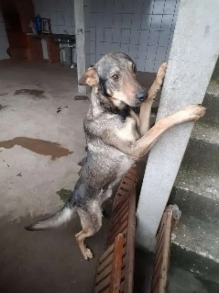 Cachorro ra a Pastor  idade 3 anos nome Lipe