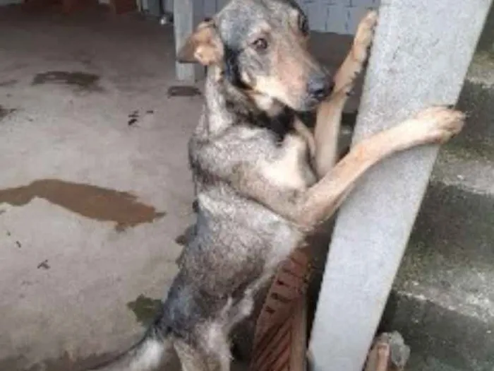 Cachorro ra a Pastor  idade 3 anos nome Lipe
