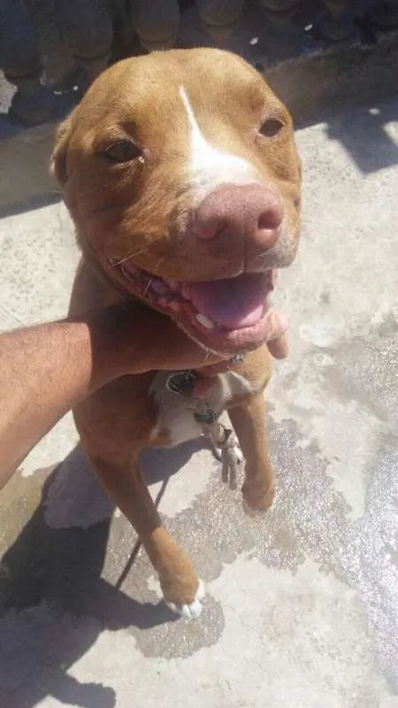 Cachorro ra a Pit Bull idade 6 ou mais anos nome Tyson