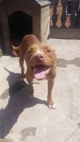 Tyson