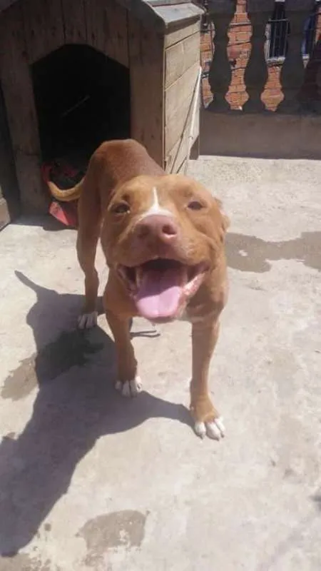 Cachorro ra a Pit Bull idade 6 ou mais anos nome Tyson