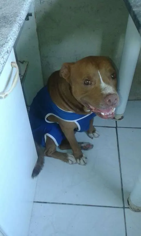 Cachorro ra a Pit Bull idade 6 ou mais anos nome Tyson