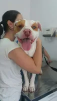 Cachorro raça Pit Bull idade 6 ou mais anos nome Mancha