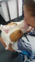 Cachorro raça Pit Bull idade 6 ou mais anos nome Mancha
