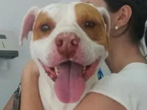 Cachorro raça Pit Bull idade 6 ou mais anos nome Mancha