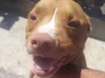 Tyson