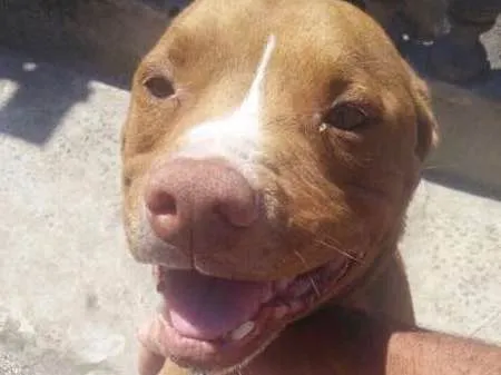 Cachorro ra a Pit Bull idade 6 ou mais anos nome Tyson