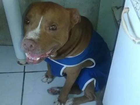 Cachorro ra a Pit Bull idade 6 ou mais anos nome Tyson