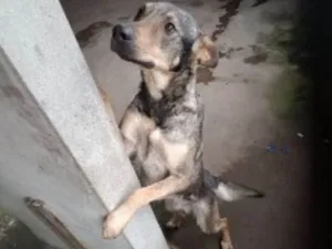 Cachorro raça Pastor  idade 3 anos nome Lipe