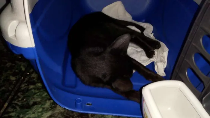 Gato ra a SRD idade 2 a 6 meses nome Não sei