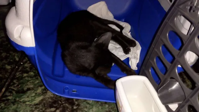 Gato ra a SRD idade 2 a 6 meses nome Não sei